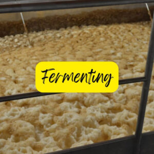 fermenting