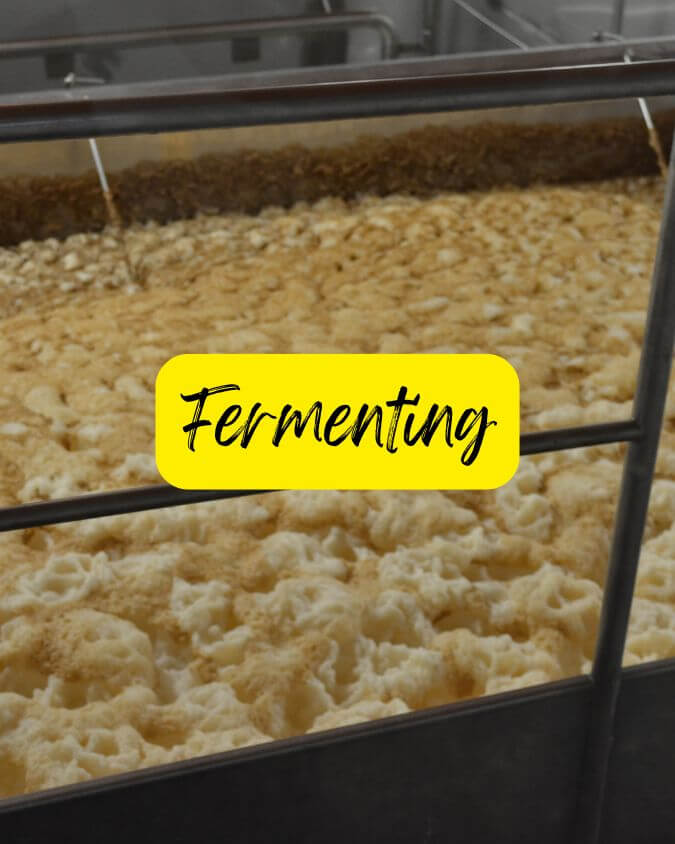 fermenting